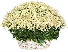 Цветочная композиция из Ромашки в корзине #REPLACE_PRED# Костерево