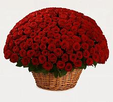 Премиум букет из: Розы в Костерево